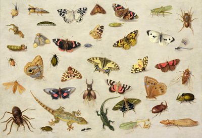 Studio di insetti da Jan van Kessel the Elder